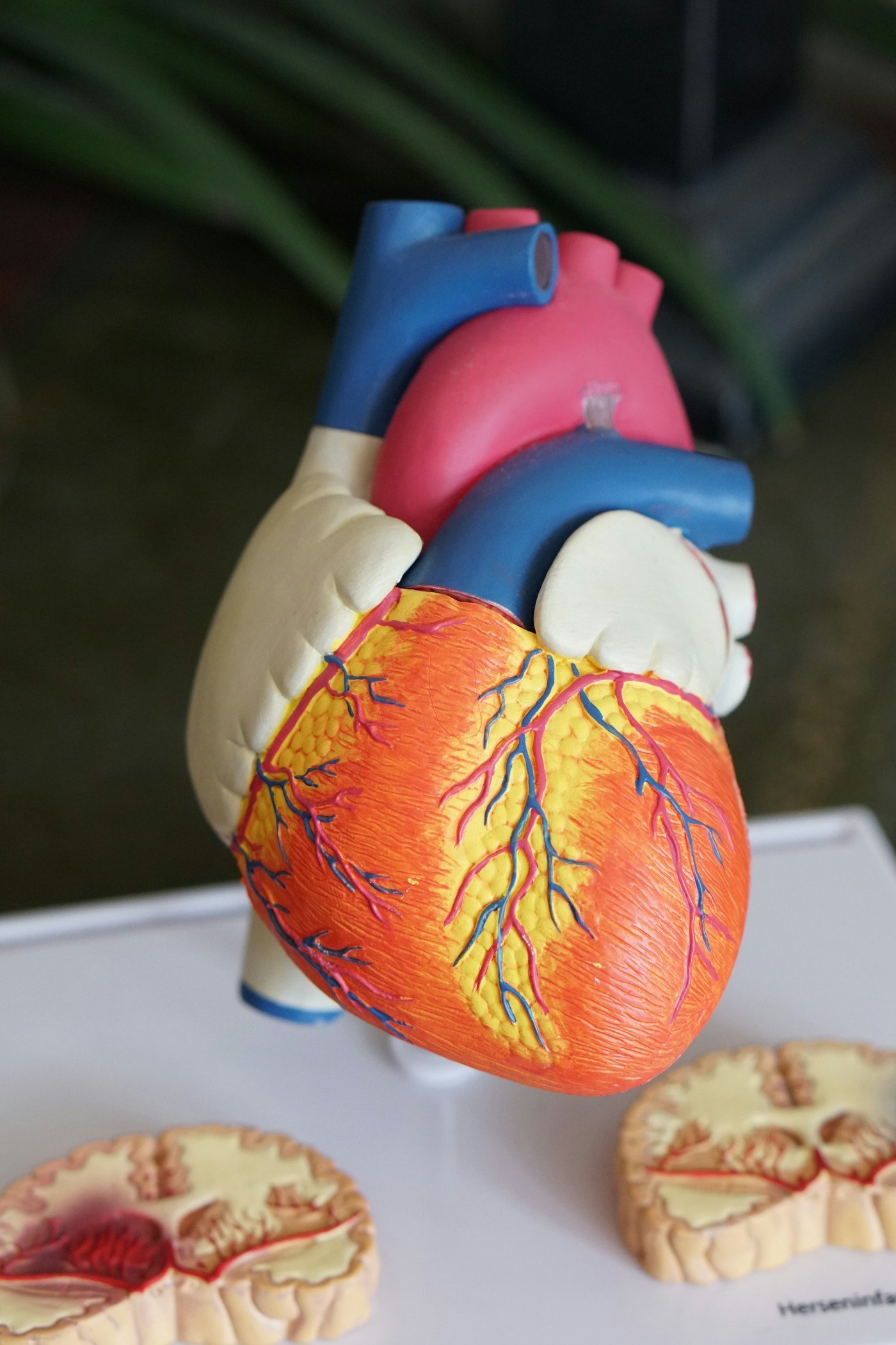 NEET Biology online study